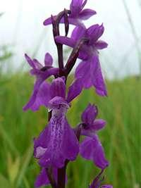 Vitézvirág (Anacamptis pyramidalis) Agrárkosbor (Orchis morio) Magyarországon fokozottan védett.