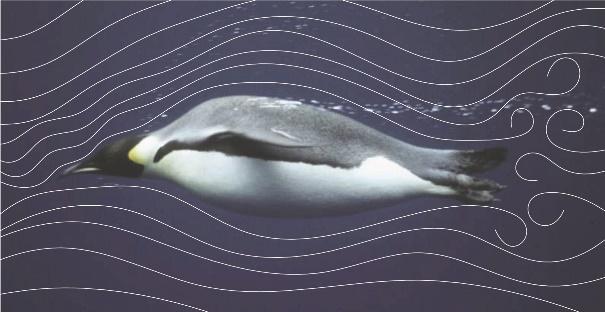 CFD Visualisation of a pengiune s fluidmechanisc system while swimming: Acceleration of the fluid