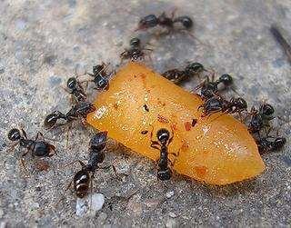 (Lassus niger)