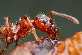 (Tetramorium