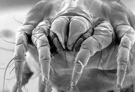 Házi poratka Dermatophagoides pteronyssinus Az
