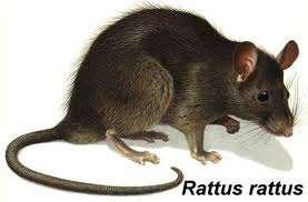 (Rattus norvegicus)