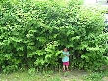 incarnata)