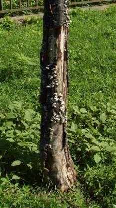 (Schizophyllum commune)