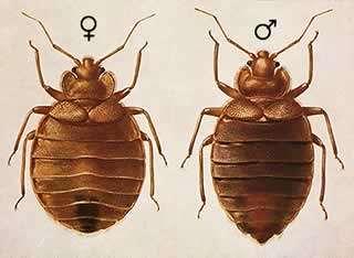 Ágyi poloska (Cimex lectularius)