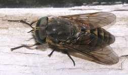 (Stomoxys calcitrans) Böglyök