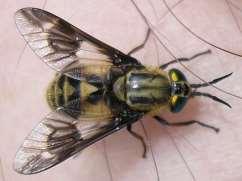 (Haematopota spp.