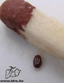 [3] Borrelia burgdorferi, a Lyme-kór okozója