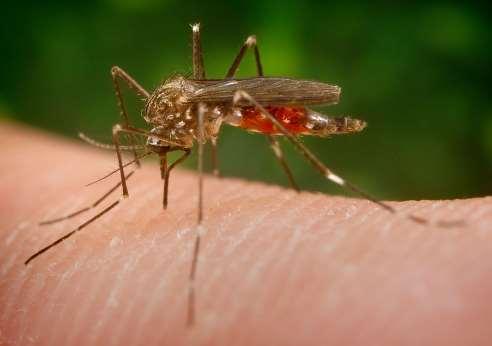 ÁZSIAI BOZÓTSZÚNYOG Aedes japonicus 2012 Koreai szúnyog A nyugat-nílusi lázat.
