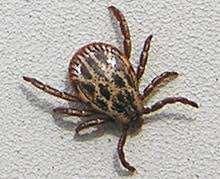 Dermacentor marginatus Dermacentor pictus Dermacentor