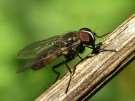 (Lucillia sericata) Kék dongólégy