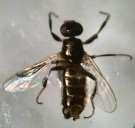 (Sarcophaga carnaria) Csillárlégy (Fannia