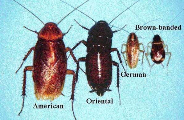 Csótányok (Blattidae) német csótány (Blattella germanica), konyhai csótány