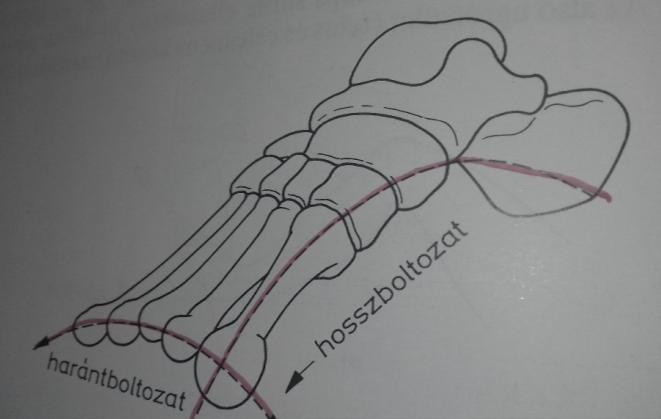 Normál lábboltozat Az