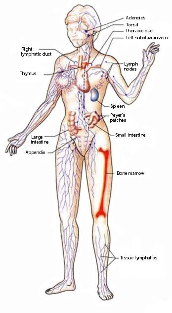 Az immunrendszer szervei Elsődleges (centrális) Csontvelő Thymus
