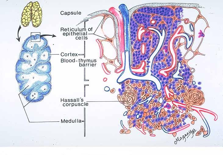 Thymus