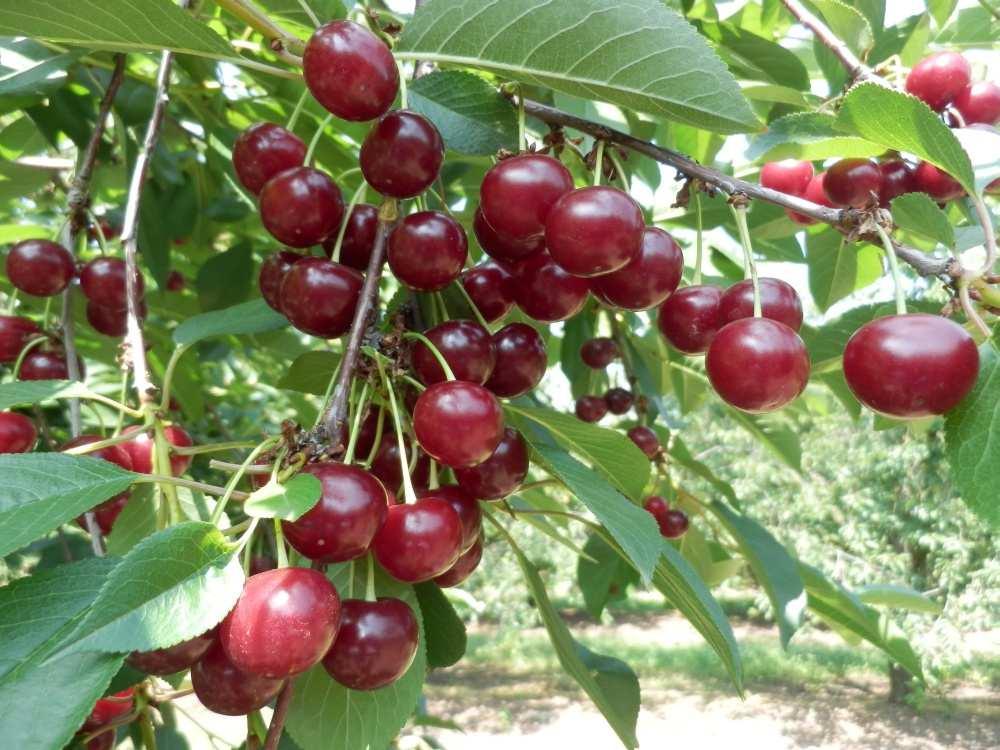 Alkj megnyúlt göm. Héj sötét kárminpiros színű. Hús sötétordó, középkemény, finomn rostos, őlevű, közepesen festőlevű. Íze kellemesen édes-svs, hrmonikus meggyíz. Kocsány középhosszú.