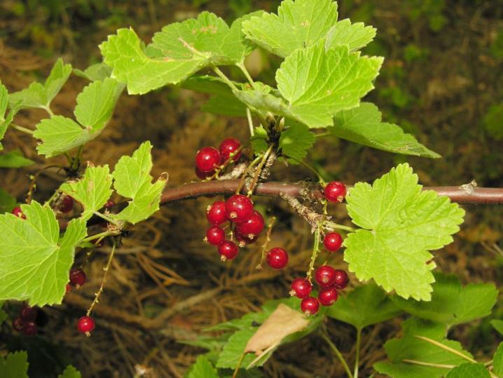 BEVEZETŐ TANULMÁNYOK A MEGGY AREÁJA, MINT ESETLEGES GEOGRÁFIAI LEHETŐSÉG A MAGYAR ŐSHAZA MEGHATÁROZÁSÁBAN SURÁNYI DEZSŐ Éppen ezért a meggy, mint finnugor közös szavunknak kevésbé tulajdonítunk nagy