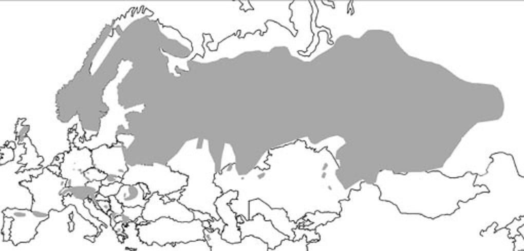 SURÁNYI DEZSŐ 7.