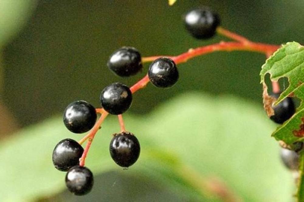 BEVEZETŐ TANULMÁNYOK A MEGGY AREÁJA, MINT ESETLEGES