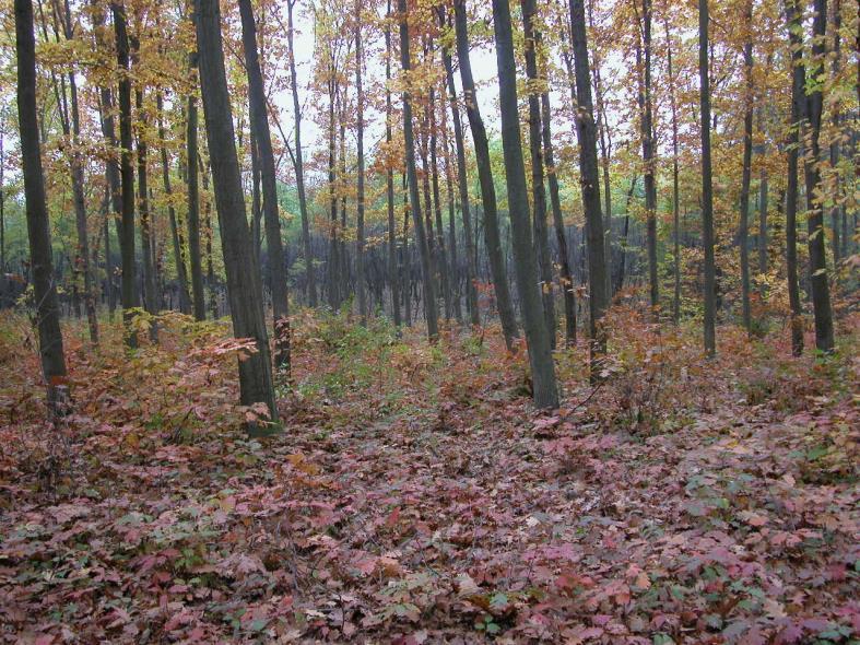 1 Keserű Zsolt, Csiha Imre, Kovács Csaba, Rásó János és Rédei Károly 2. ábra: Vörös tölgy újulat Nyírbogát 4D erdőrészletben. Figure 2: Red oak regrowth in the Nyírbogát 4D subcompartment. A 3.