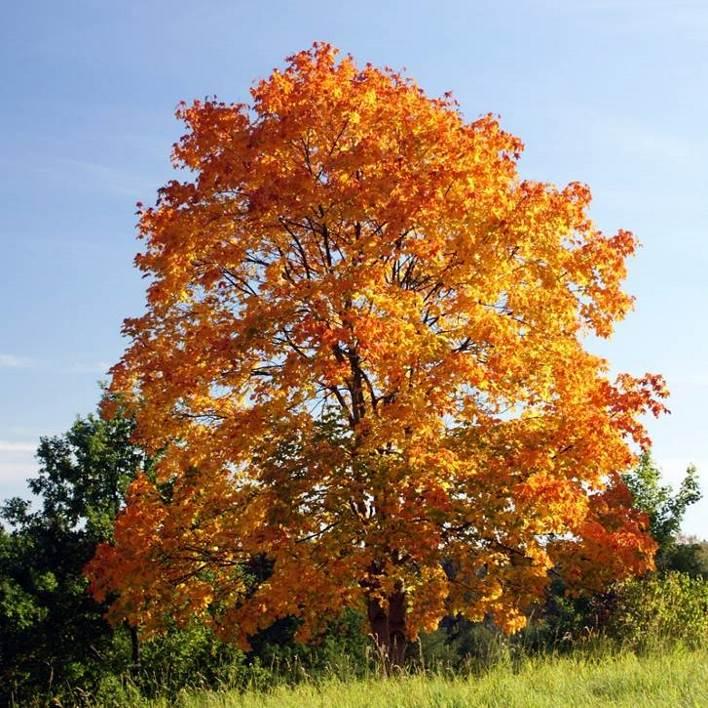 Kiterjedt zöldsávba vagy vezetékmentes utcákba alkalmas terebélyes, magasra növő fák: Acer platanoides Korai juhar (őszi lombszín) Magas terebélyes