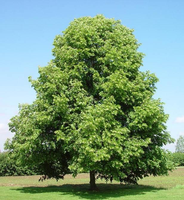 Tilia cordata Kislevelű hárs (virágzat, termés, őszi lombszín) Viszonylag igénytelen, szárazság- és árnyéktűrő, de lassan növő fa.