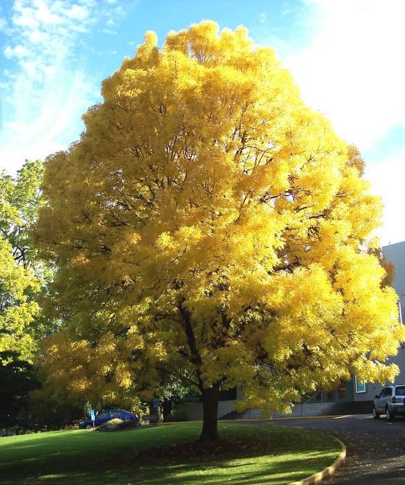 Fraxinus excelsior Aurea Sárgalevelű kőris (őszi lombszín, szép alak) 10 méter magasra növő, élénksárga koronájú kis fa. Jó várostűrő fajta, feltűnő lombszínével díszít. Dús, terebélyes koronát nevel.