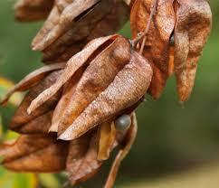 Koelreuteria paniculata Aesculus x carnea Briotii pirosvirágú vadgesztenye (virágzat, szép alak) 10-15 méter magasra növő fa, formája, alakja és levelei a közönséges vadgesztenyét idézik, de levelei