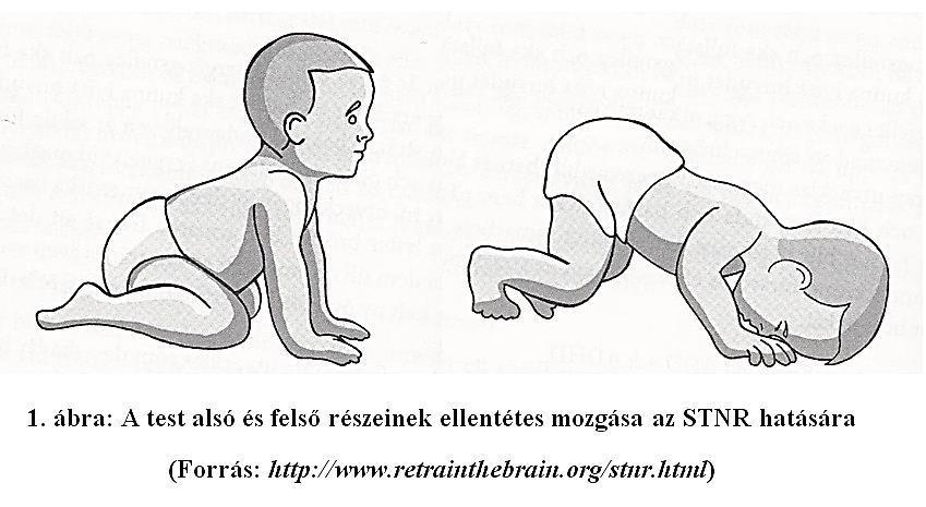 1. ábra: A test alsó és felső részeinek ellentétes mozgása az STNR hatására (Forrás: http://www.retrainthebrain.org/stnr.html) 3.