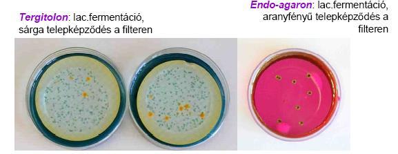 3. BAKTERIOLÓGIAI (MIKROBIOLÓGIAI) JELLEMZŐK Baktériumok: Patogének (Vibrio cholerae - kolera, Shigella - vérhas, Esherichia coli - vastagbél, véd/de gyulladást is okoz, Salmonella - tífusz,