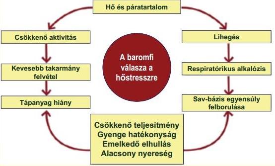 például 30 C-on akár 30-35 százalékkal is visszaeshet a takarmányfelvétel a 20-22 C-on mért értékhez viszonyítva.