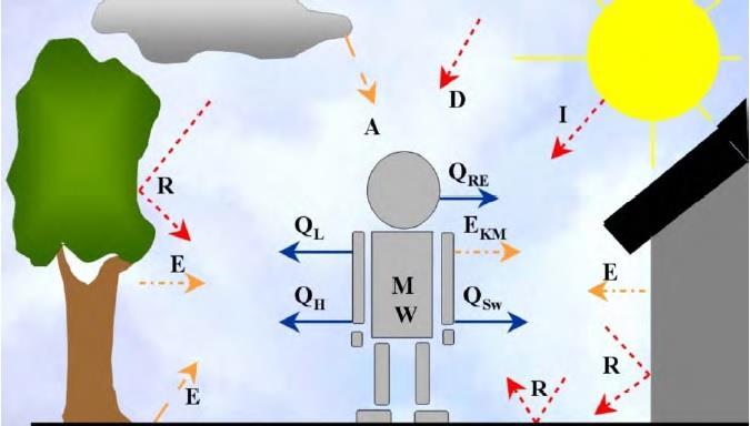 3.1.1 ábra A test és a termikus környezet közötti energiaáramlások (Jendritzky [1993] alapján, Havenith [2005] szerint) /M: metabolikus ráta, W: izommunka, Q * : a testet érő nettó sugárzás, QH: