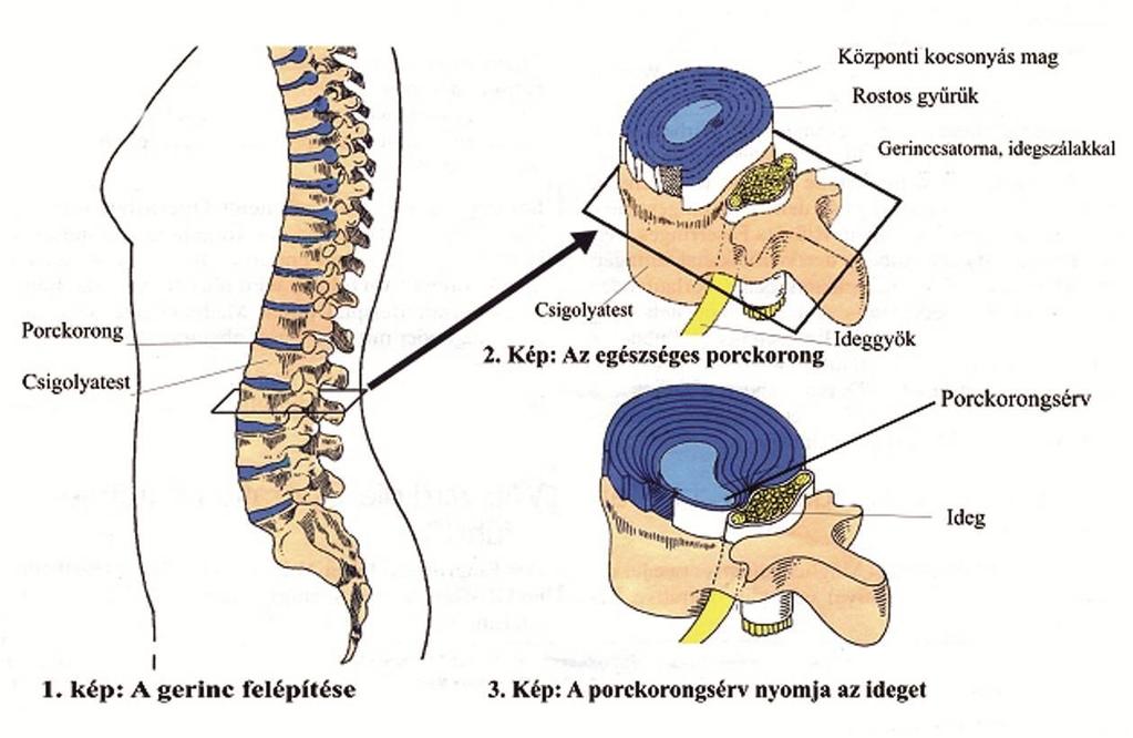 5. ábra: Anatómia Dátum:
