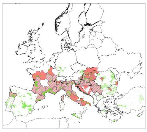 aranyszínű sárgaságát (Flavescence dorée) pedig 2013-ben észlelték először