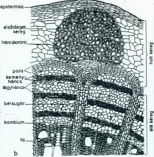 anatómiai