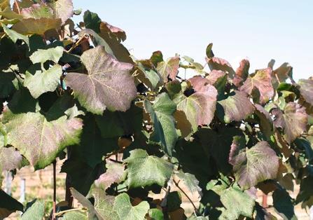 antioxidáns rendszert stimulálja keményítő cukrokká bomlik, aminosavak halmozódnak fel) Vitis