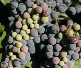 Cabernet