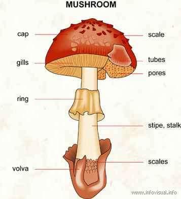 A primitív bazidiumos gombák kivételével a gombák telepe két részből áll: a föld alatti tenyésztestből, a föld feletti termőtestből.