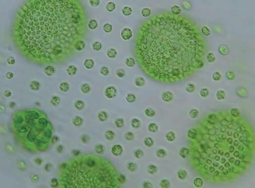 Az állati és a gomba típusú sejtek heterotróf anyagcserére képesek. A növényi típusú sejtek autotróf anyagcseréjűek, a fotoszintézis a zöld színtestekben játszódik le.
