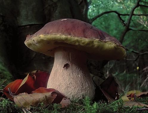 A monília elsősorban a gyümölcsöket támadja meg Nagy őzlábgomba.