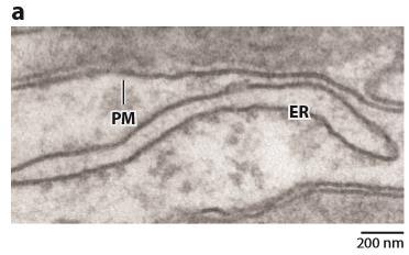 Saheki Y et al., Annu Rev Biochem.