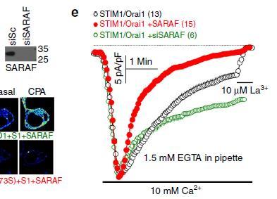Stim1-Orai1 interakció a Saraf-Stim1 kapcsolódás