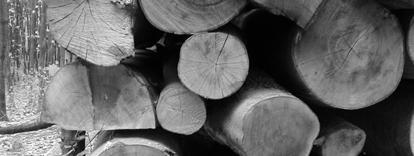 timber (angol) Baum Holz (német)