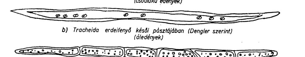 poliszaharid szilárdsághordozó 40-60% lignin összetartó anyag 15-40%