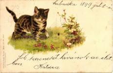 2/3 Cat, litho (Rb) T 23147.