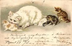 Wehe, wenn sie l osgelassen / Cats,