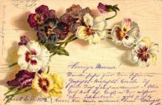 ) T2/3 23678. 23679. Flowers, Ha. Co. 6370.