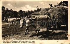 French folklore, c ouple from Charentes ( 22821.