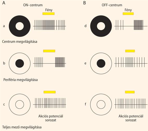 ON és OFF típusú ganglionsejtek receptív mezői. Kuffler (1953): Discharge pattern and functional organization of mammalian retina. J. Neurophysiol. 16.